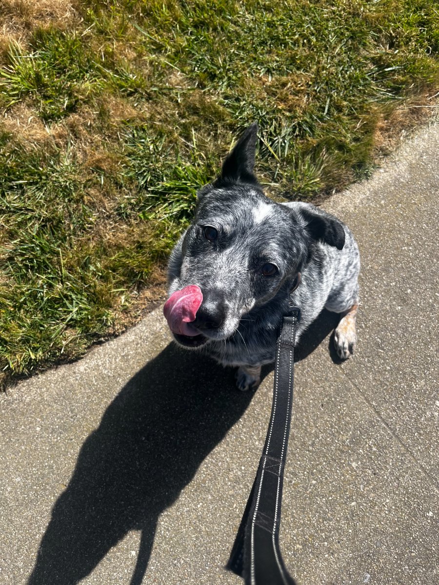 Dog walking — Rebecca Lee