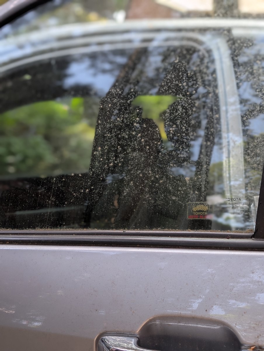 car detailing — Tiffany Stevenson