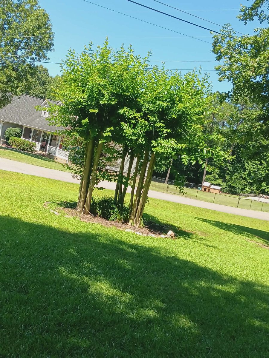 Heavenly Scent Cleaning Services — Tabitha Gibbs