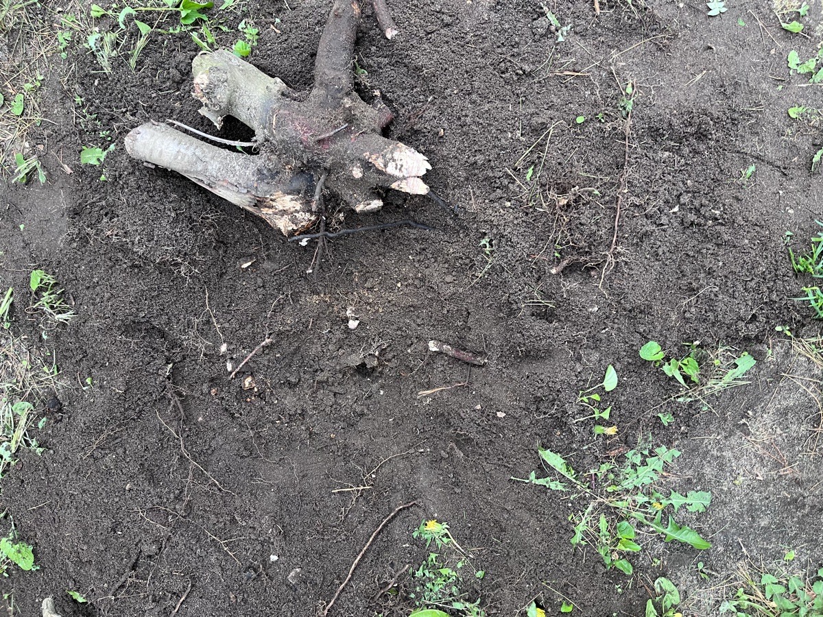 yard maintenance and home renovations — Carl Schaub