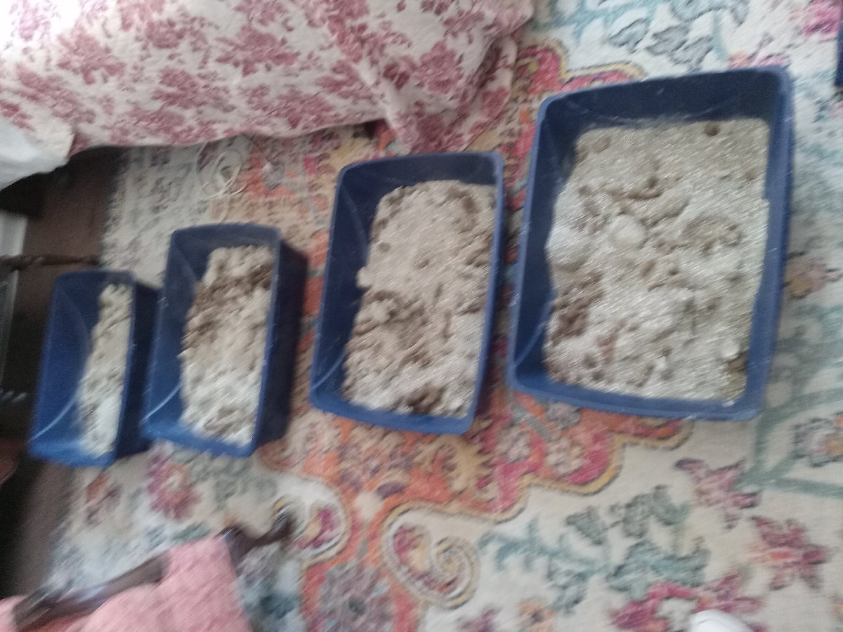 Cleaning Kitty Litter Boxes — Shelia Campbell