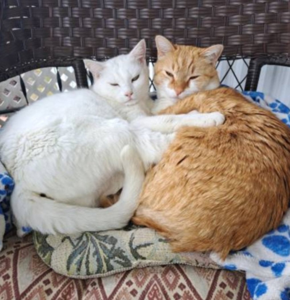 Animal/House care — Dianne 