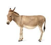 donkey 🫏 — Richard Calderon
