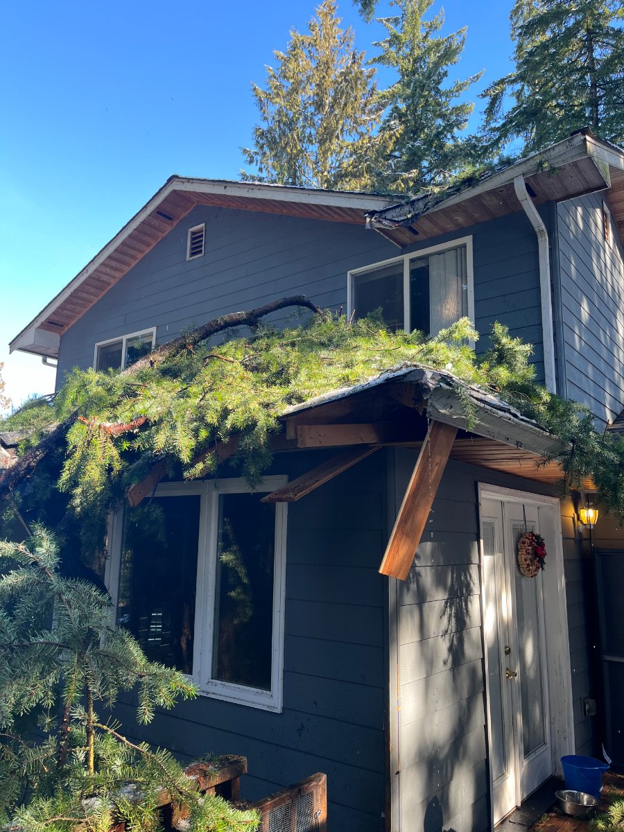 Stinn tree damage — Kyle Amaya