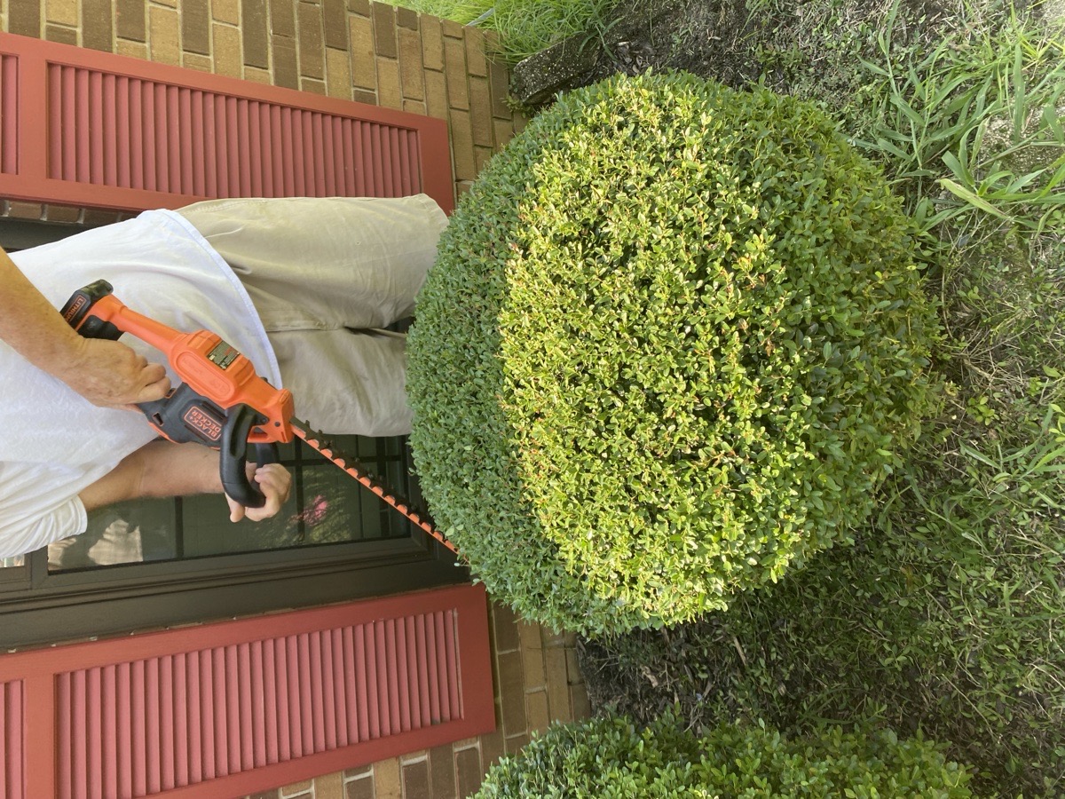trimming bushes — Robert miller