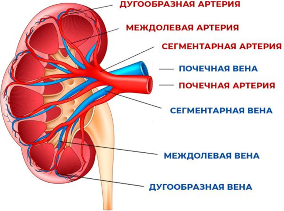 Кровоснабжение почек