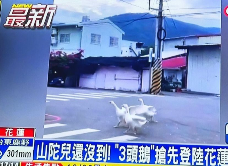 三頭鵝颱風🌀
