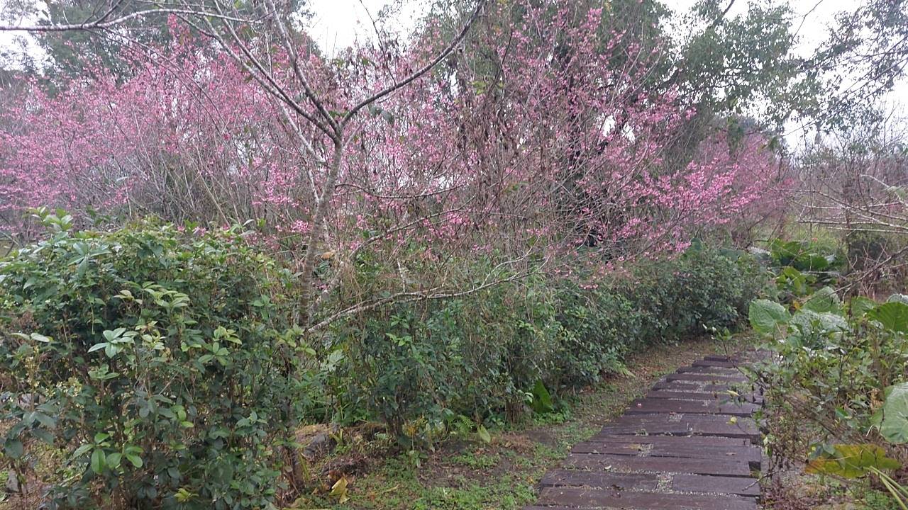 春節來樹湖櫻花步道　賞櫻免出國！