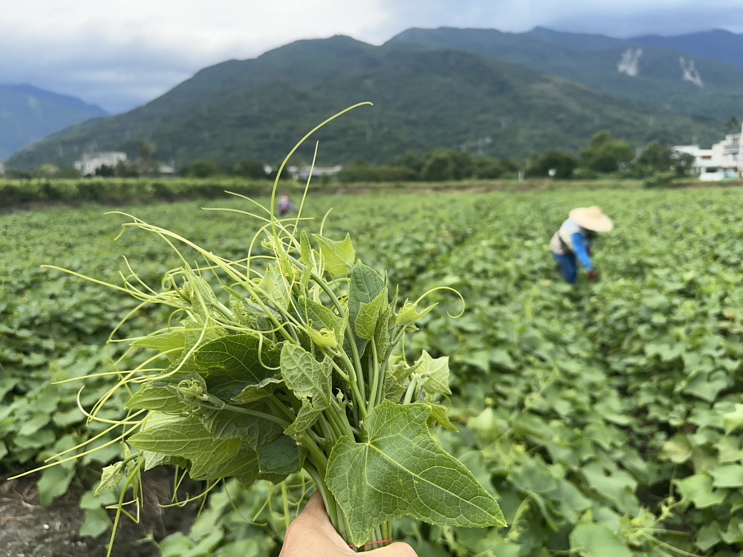吉安鄉農會冷藏菜車出不去　龍鬚菜無法走出花蓮　鄉親請多採買在地龍鬚菜