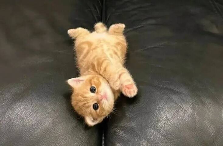 cute nedir