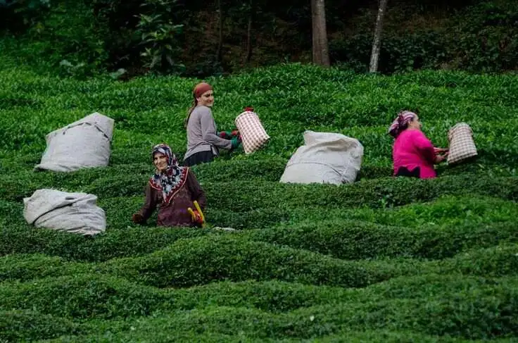 Boyna Galava: Karadeniz Şivesi Anlamı ve Kültürel Derinliği