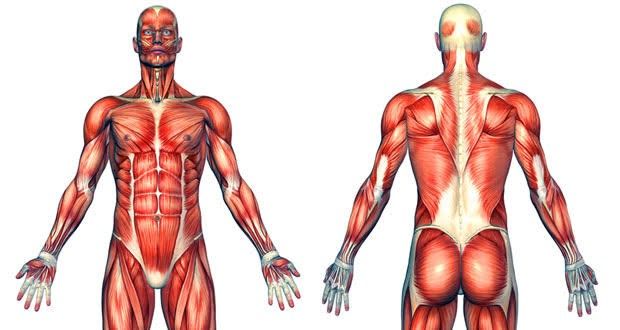 Kreatinin Nedir? Yüksekliği Nedir? Kimler Dikkat Etmeli? image