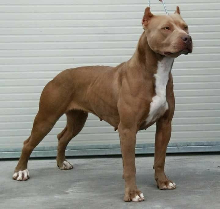 Rüyada Pitbull Görmek Ne Anlama Gelir? Neye İşarettir? image