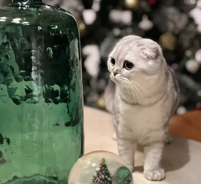 ruyada kedi gormek