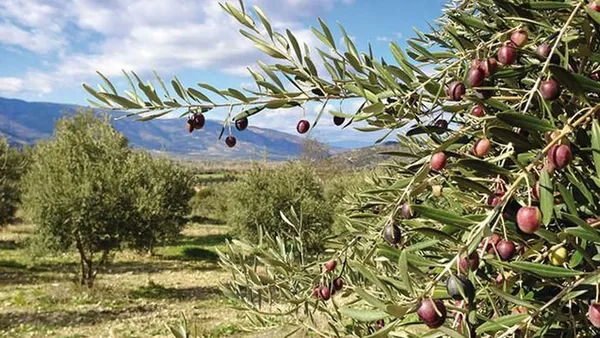 Rüyada Zeytin Ağacı Görmek