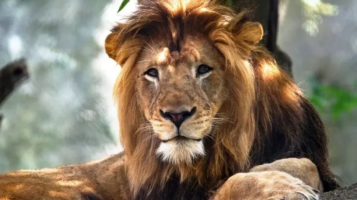 Rüyada Aslan Görmek Ne Anlama Gelir? Neye İşarettir? image