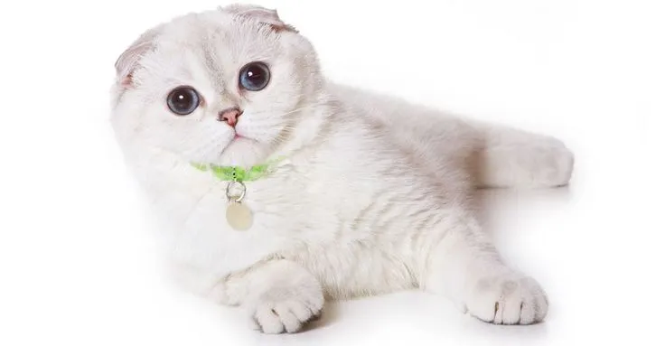 Rüyada Beyaz Kedi Görmek Ne Anlama Gelir? image