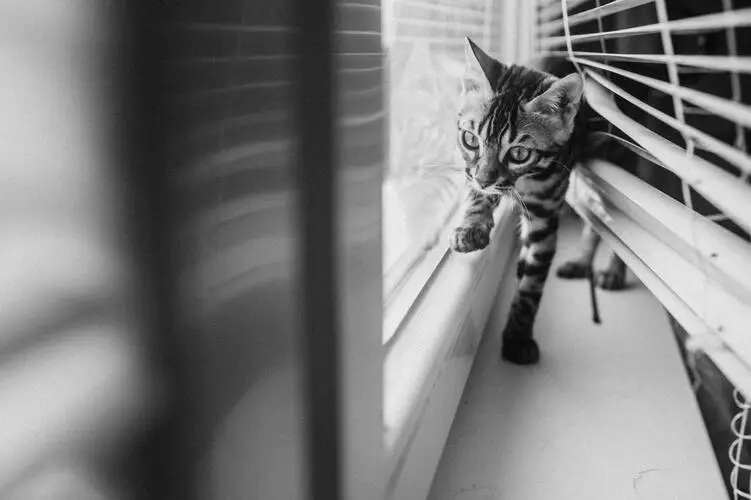 Rüyada Eve Kedi Girmesi Ne Anlama Gelir? image