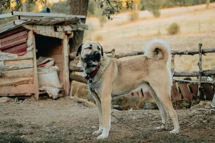 Rüyada Kangal Köpeği Görmek Ne Anlama Gelir? image