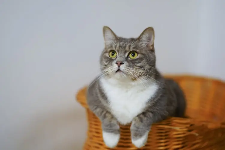 ruyada-evde-kedi-gormek-ne-anlatir