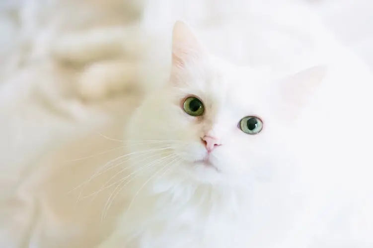 ruyada-beyaz-kedi-gormek