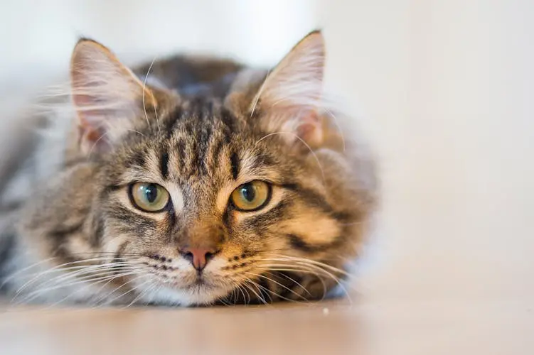 islam-ruya-kaynaklarinda-kedi-ruyalari