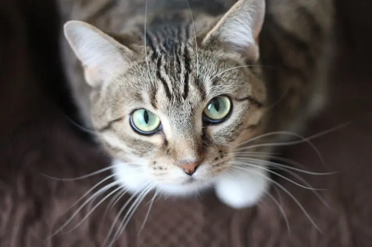 psikolojik-acidan-kedi-ruyalarinin-yorumu