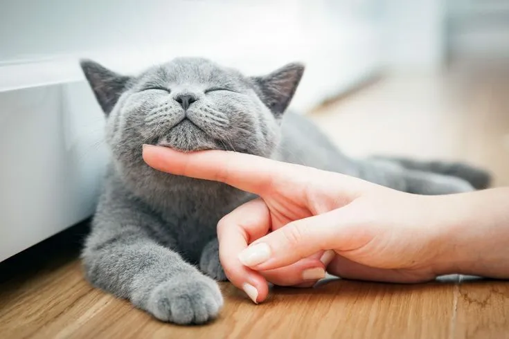Rüyada Kedi Sevmek