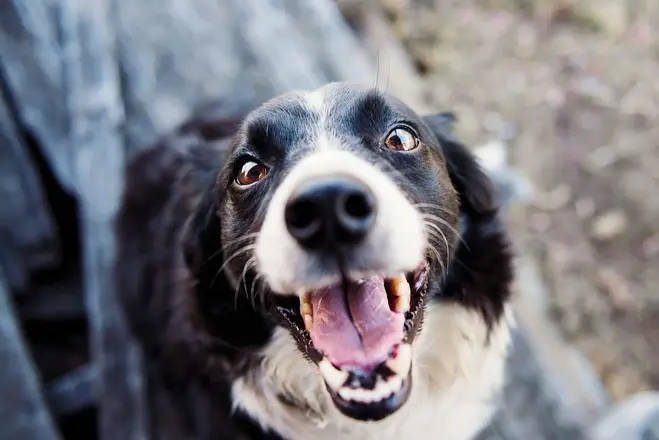 Rüyada Köpek Görmek Ne Anlama Gelir? Neye İşarettir? image
