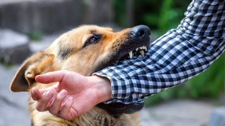 Rüyada Köpek Isırması