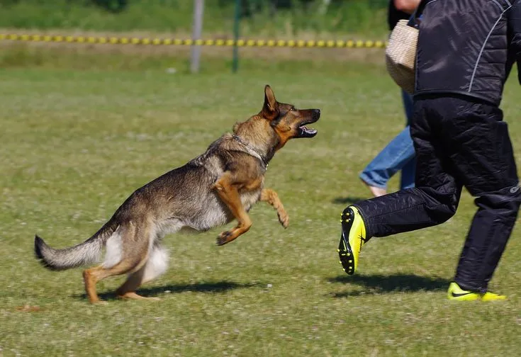 Rüyada Köpek Kovalaması Ne Anlama Gelir? image