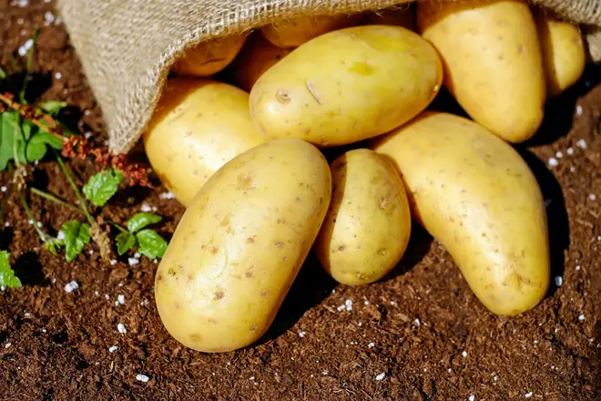 Rüyada Patates Görmek Ne Anlama Gelir? Neye İşarettir? image