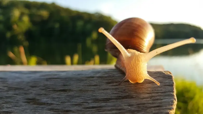 Rüyada Salyangoz Görmek