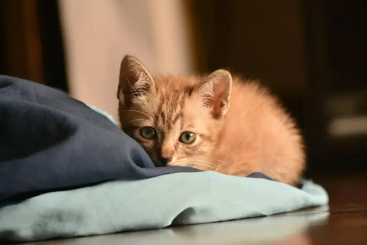Rüyada Yavru Kedi Görmek Ne Anlama Gelir? image