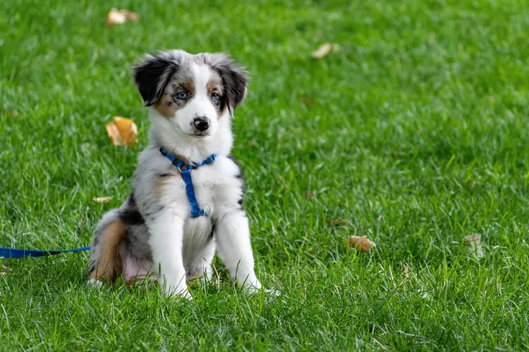 Rüyada Yavru Köpek Görmek Ne Anlama Gelir? image