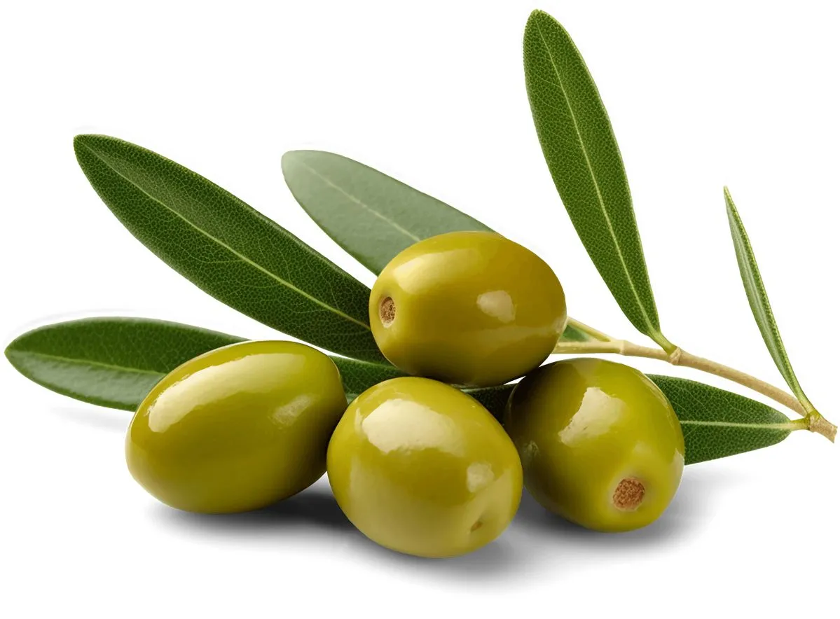 Yeşil Zeytin Görmek