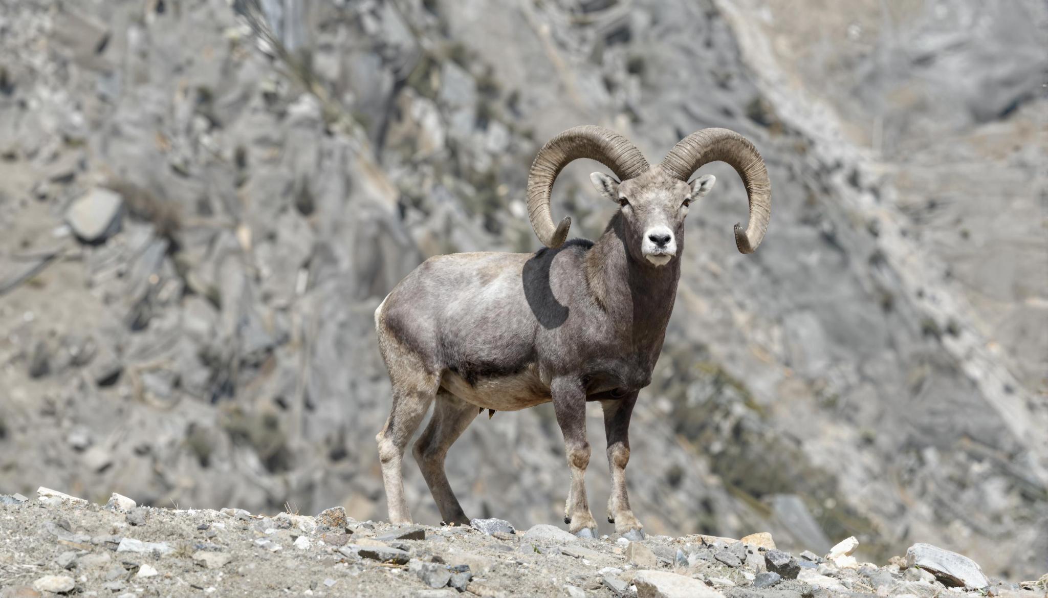 Extreme realism close-up of a goat staring at the camera — AI photorealistic image generation