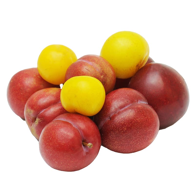 CIRUELA CRIOLLA AMARILLA Y ROJA 400 GR APROX
