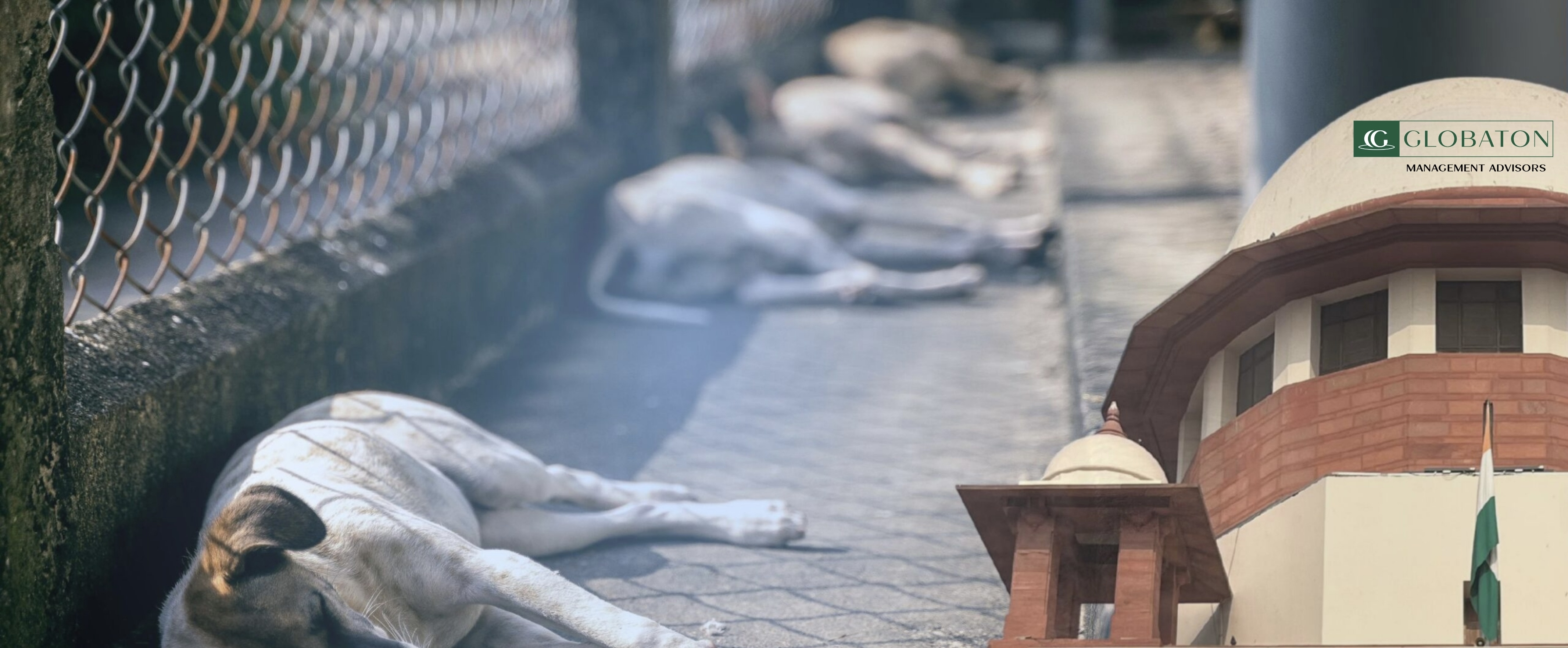 Supreme Court’s Latest Decision on Stray Dogs in India: A Legal, Ethical & Global Perspective