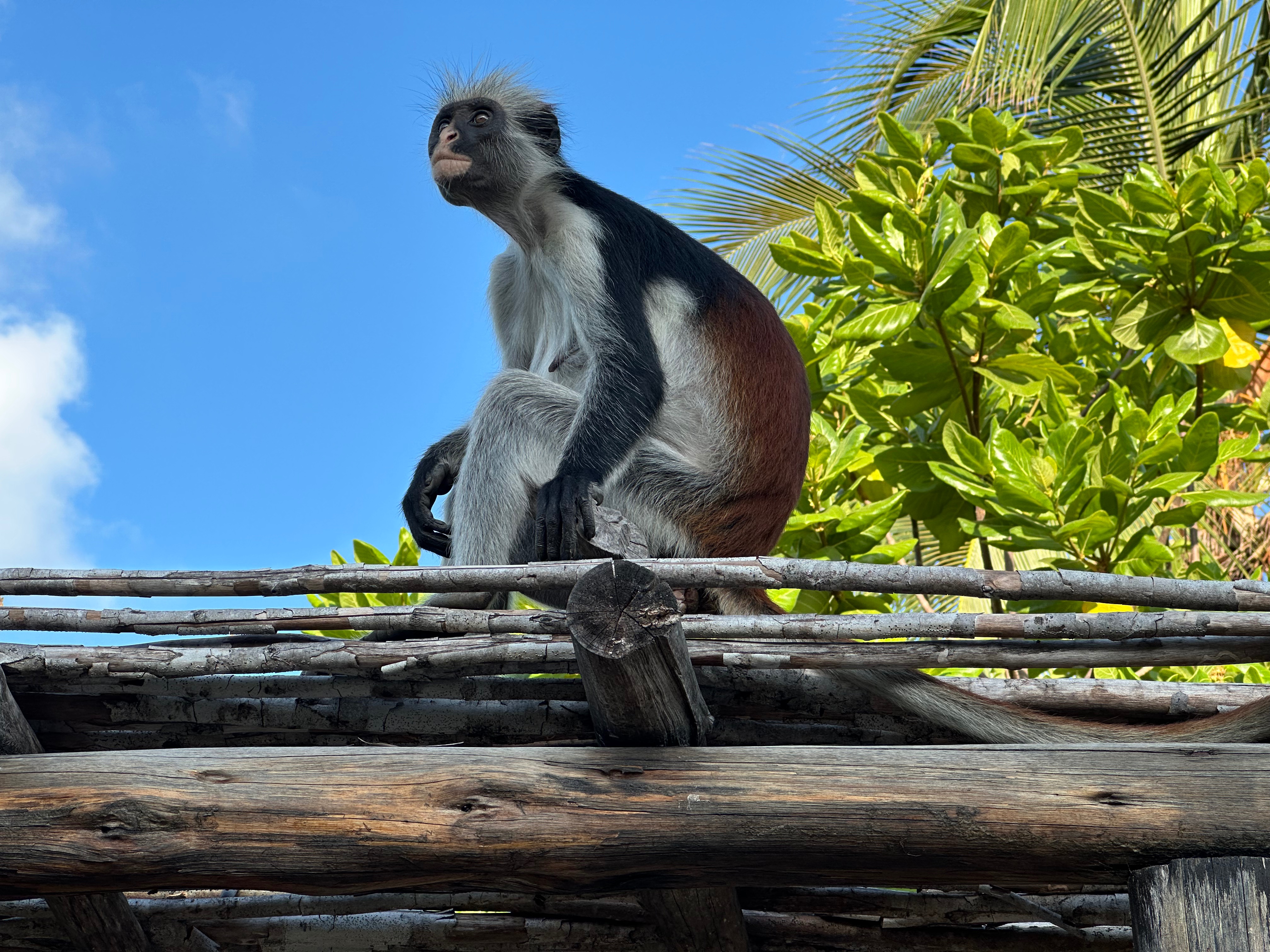 Tansania Expedition: Serengeti & Sansibar
