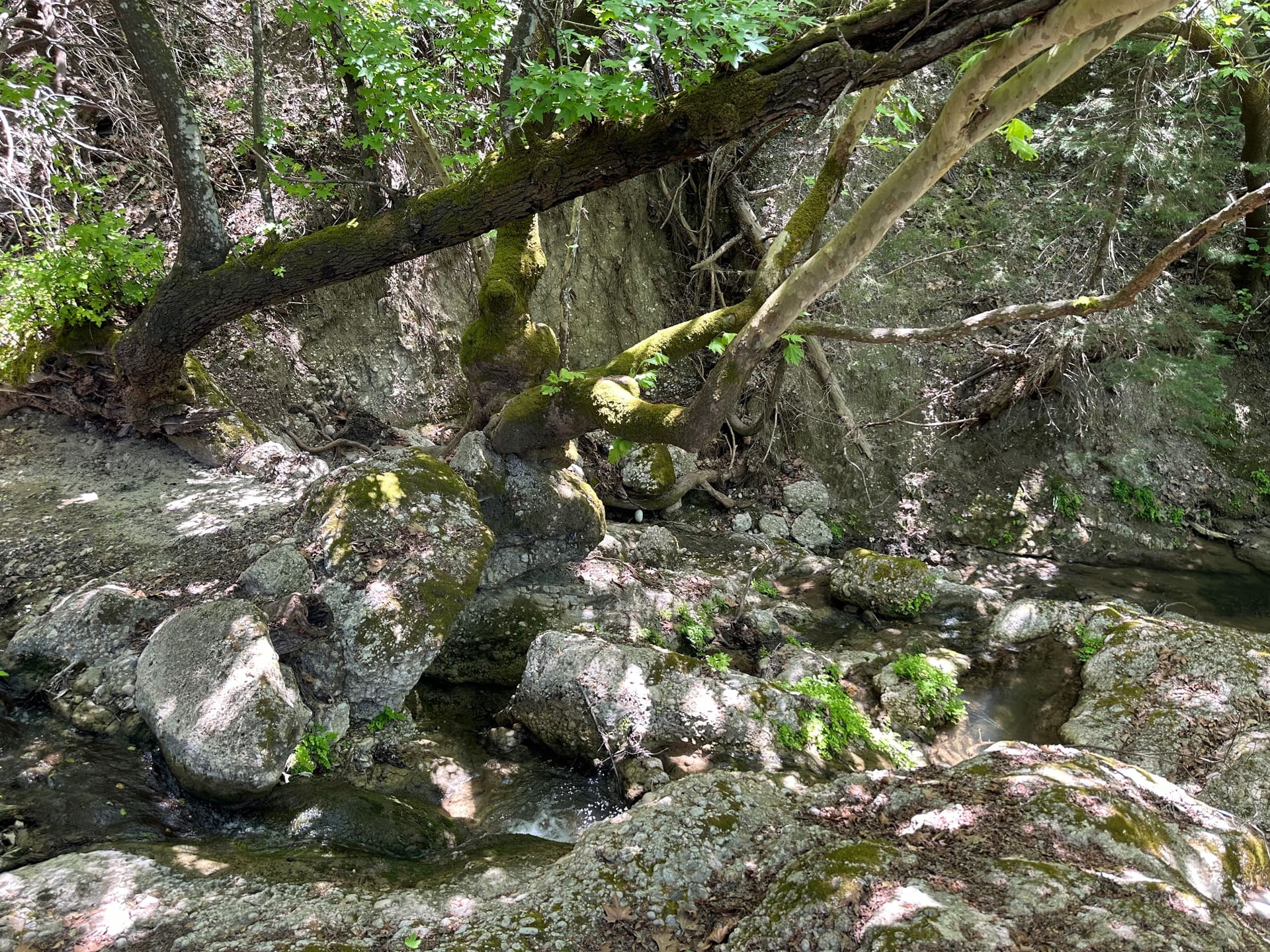 Schmetterlingstal Rhodos - Galerie Bild 11 - Griechenland - Ausflug