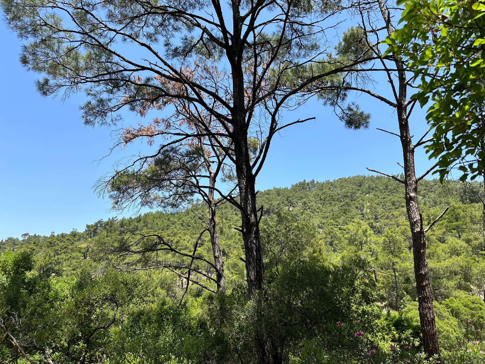 Schmetterlingstal Rhodos - Galerie Bild 8 - Griechenland - Ausflug
