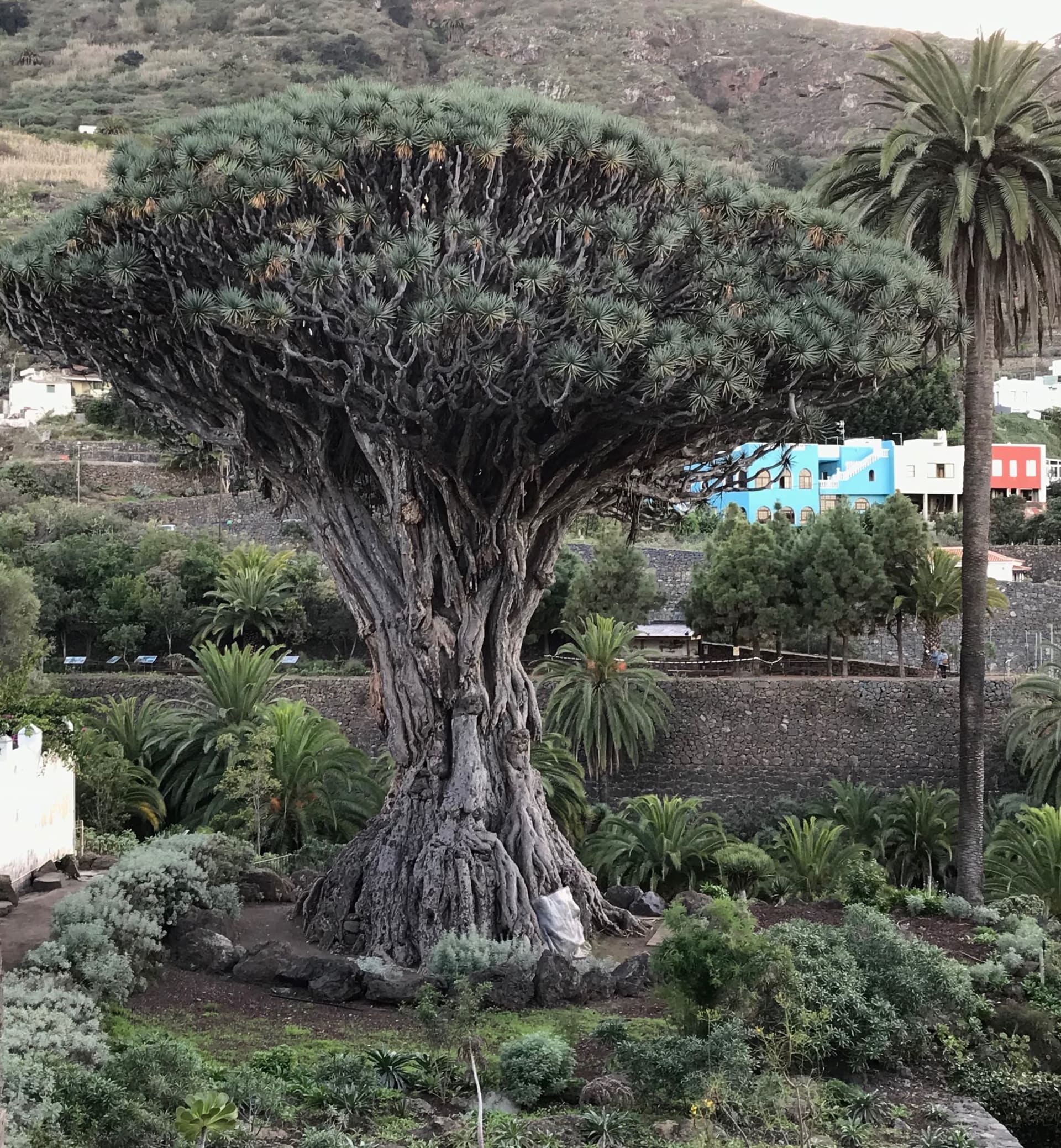Teneriffa, Spanien - Galerie Bild 4 - Spanien - Reise