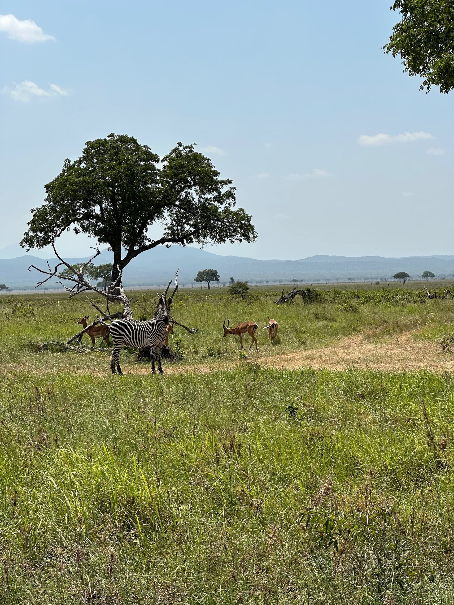 Mikumi Nationalpark