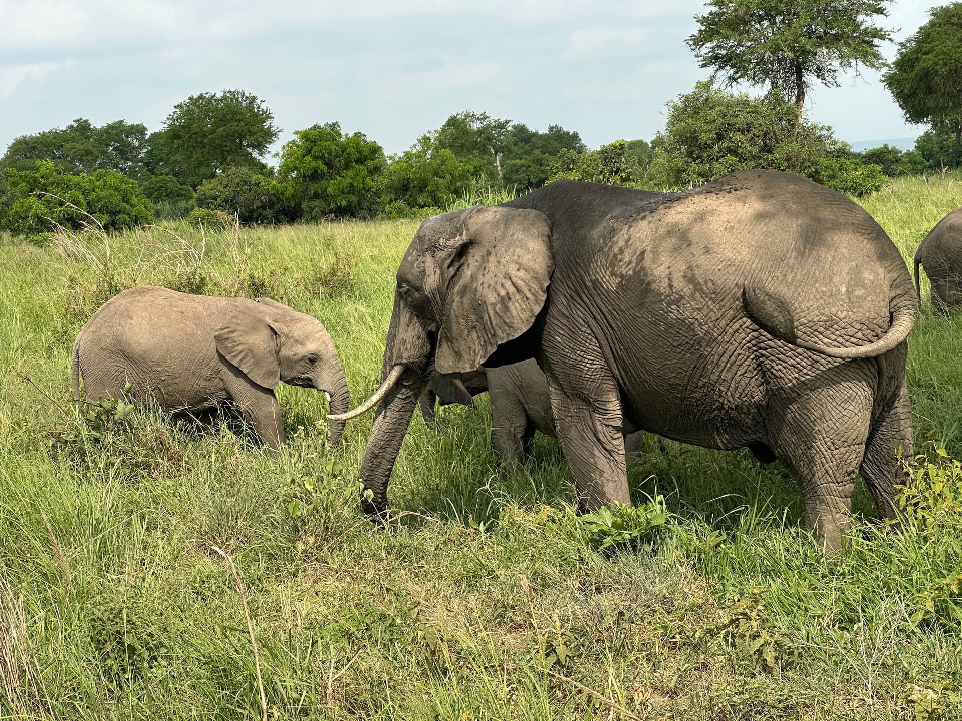Game Drive im Mikumi Nationalpark - Galerie Bild 4 - Tansania - Ausflug