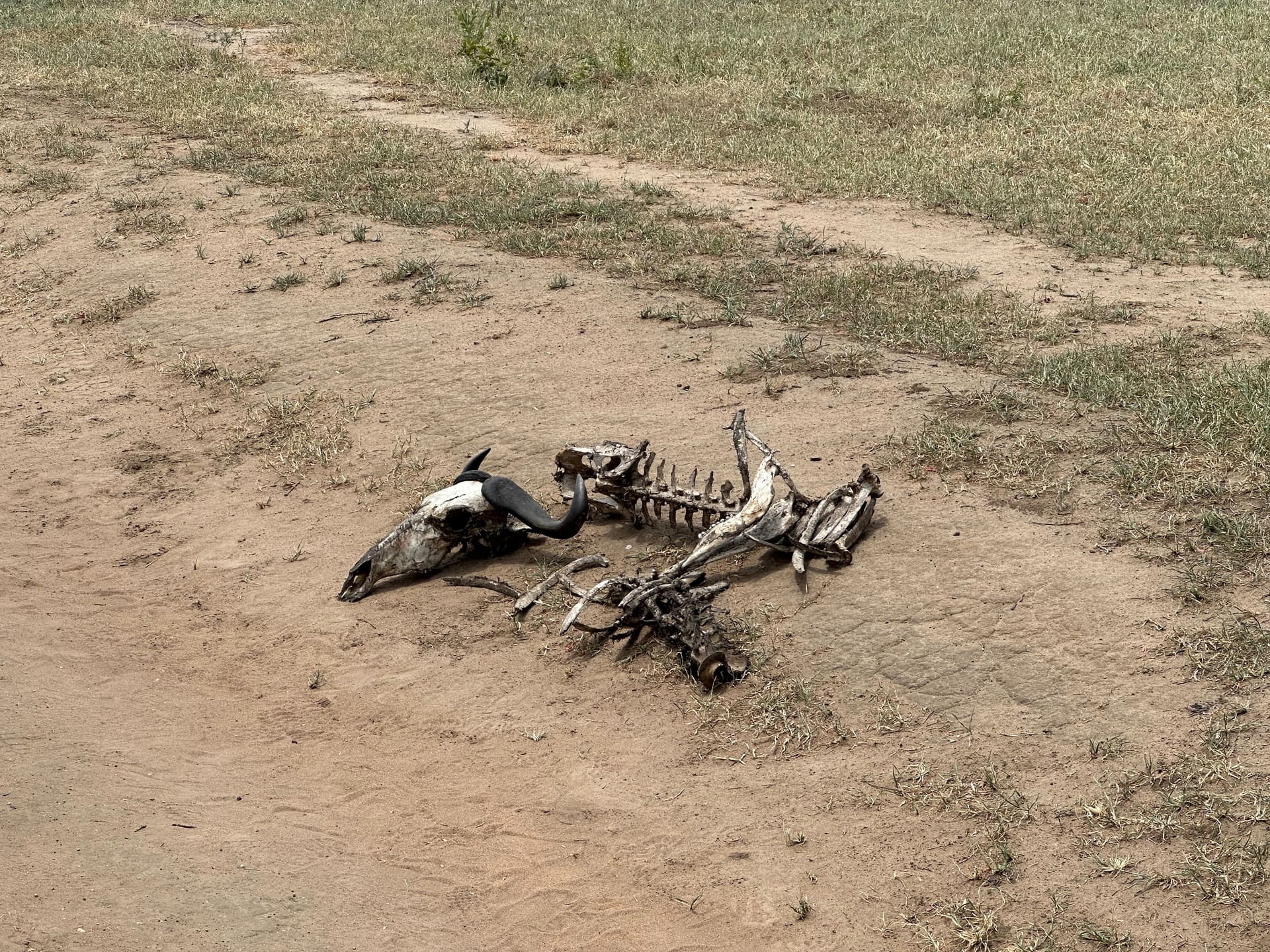 Game Drive im Mikumi Nationalpark - Galerie Bild 8 - Tansania - Ausflug