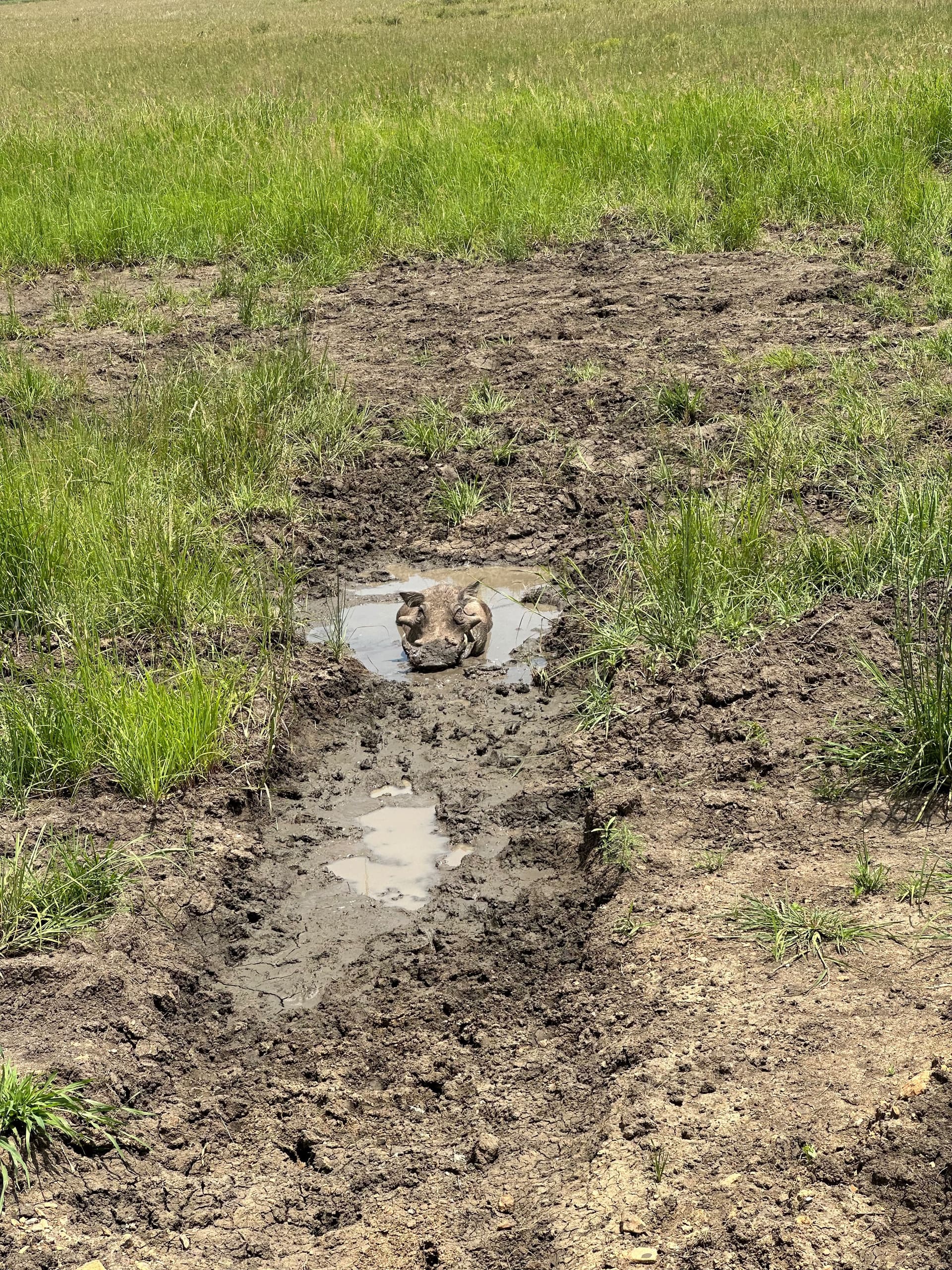 Game Drive im Mikumi Nationalpark - Galerie Bild 7 - Tansania - Ausflug
