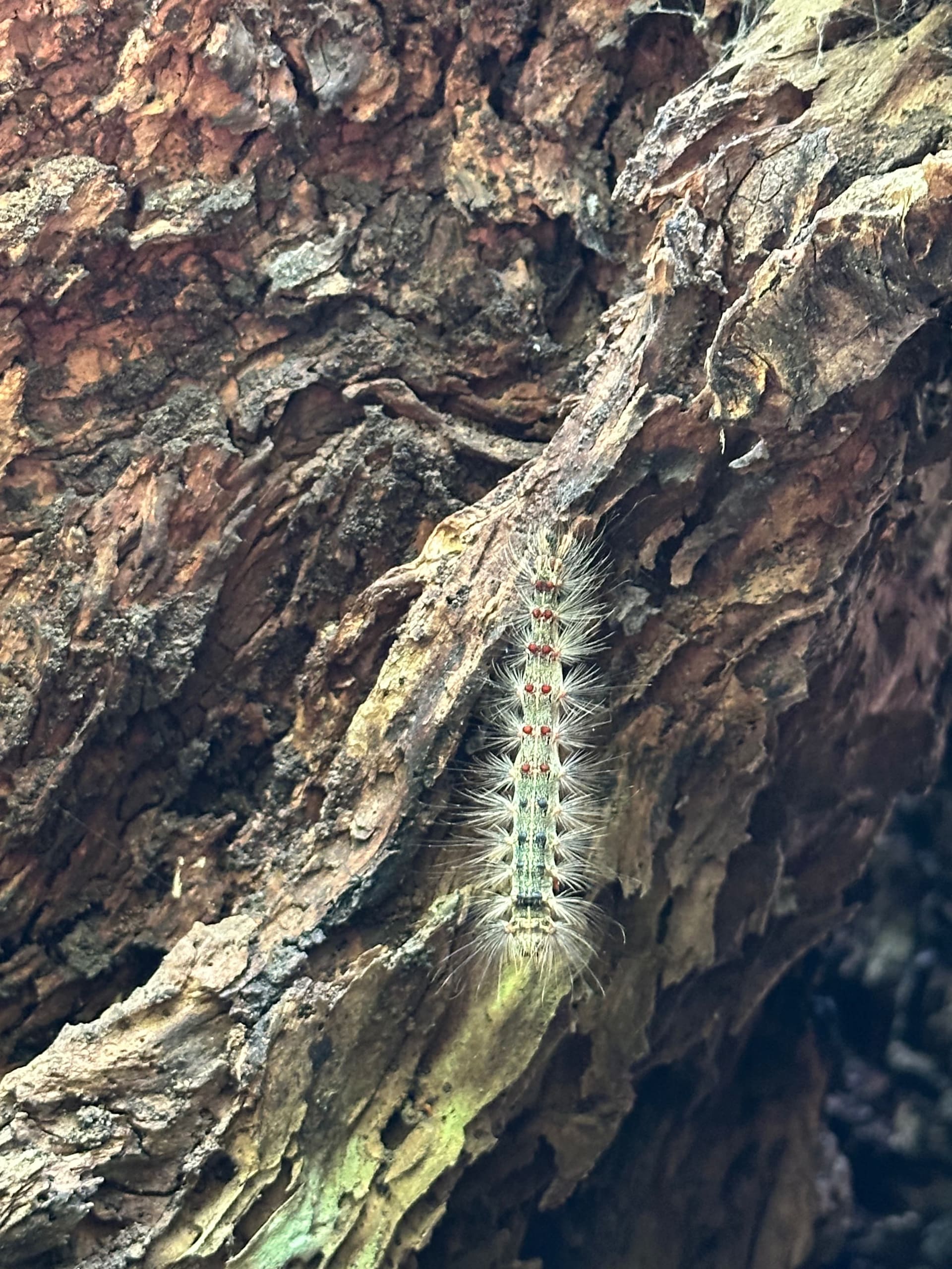 Schmetterlingstal Rhodos - Galerie Bild 10 - Griechenland - Ausflug