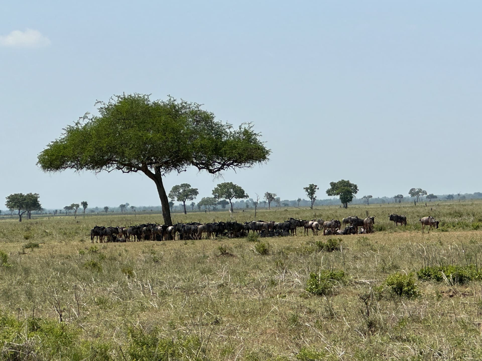 Game Drive im Mikumi Nationalpark - Galerie Bild 9 - Tansania - Ausflug