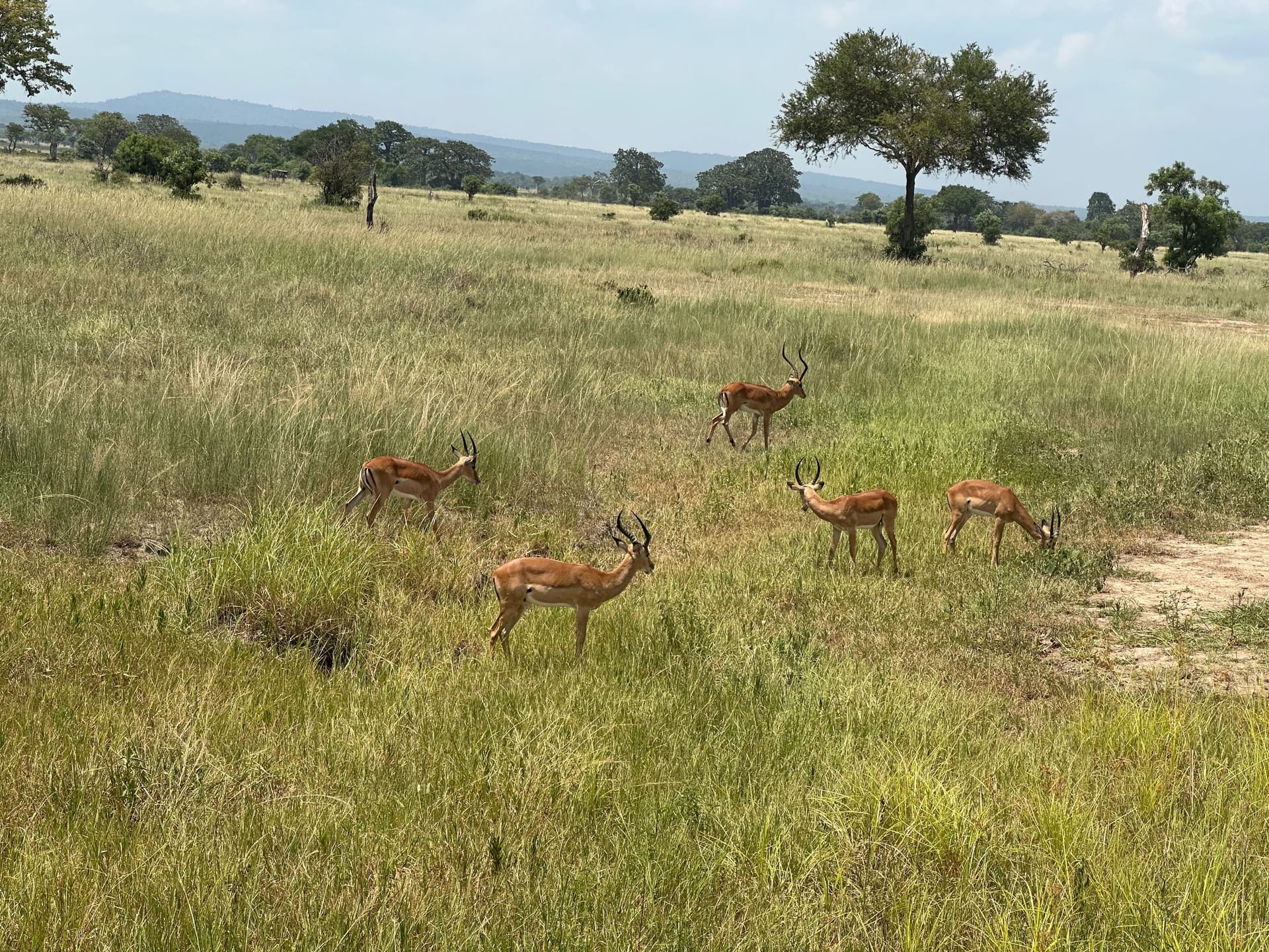 Game Drive im Mikumi Nationalpark - Galerie Bild 6 - Tansania - Ausflug